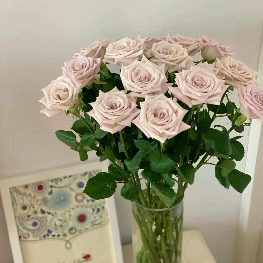 稀有A级玫瑰花洛神雪山高原红云南鲜花基地直发斗南市场插花真花