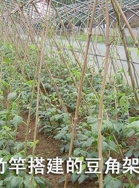 黄瓜架竹竿子细竹竿竹杆豆角西红柿瓜果蔬菜爬藤架彩旗杆