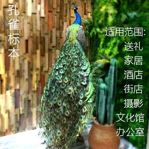 天然蓝孔雀标本 白孔雀羽毛彷真鸟标本 手工艺家居装饰品摆件道具