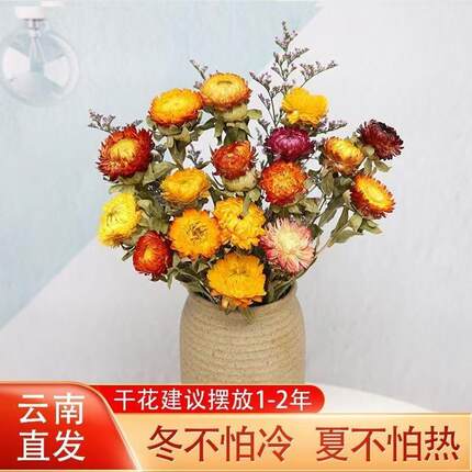 干花真花风干天然云南小雏菊花束客厅摆设装饰七彩菊花瓶插花