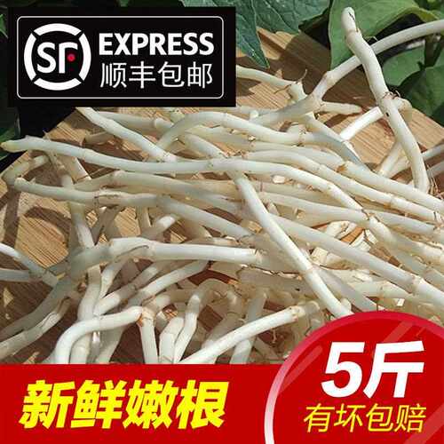 新疆包邮新鲜鱼腥草折耳根折儿根 节节根鲜嫩根现挖生侧耳根凉拌