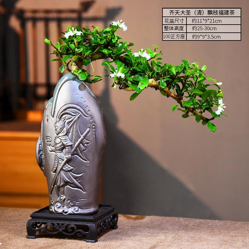 造福建茶盆栽室常内桌面绿植办公室中植型物观式叶好养福建茶盆摆