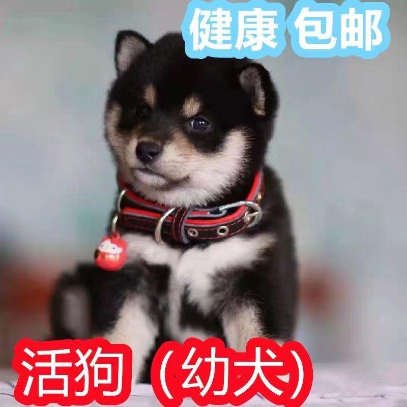 柴犬幼犬活幼体日本柴犬幼崽小型犬赤柴豆柴家养宠物狗长不大柴犬-封面