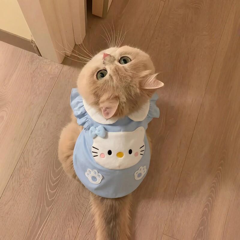 猫咪衣服小猫背心薄款防掉毛夏天宠物德文猫布偶猫2026新款透气