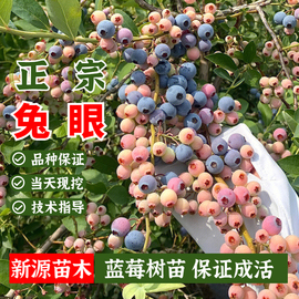 兔眼蓝莓树果苗特大阳台盆栽果树南北方种植室内庭院地栽当年结果