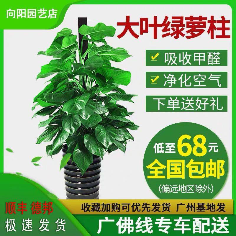 绿萝柱盆栽大型办公室客厅植物盆花卉吸甲醛大叶净化包邮