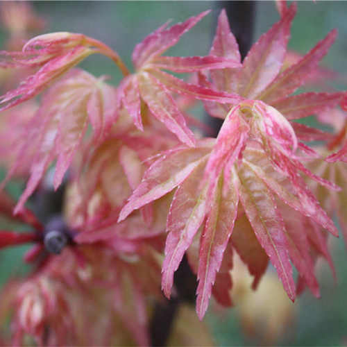 金青玄Seigen Aureum槭树 日本红枫盆栽树苗花园绿植