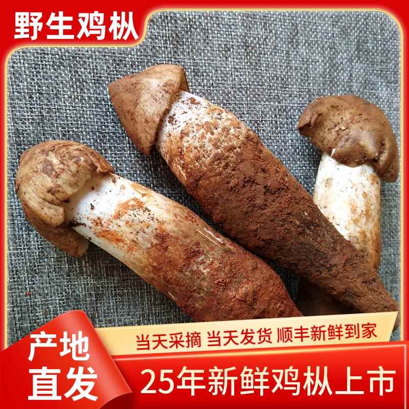 2025年现货新鲜野生鸡肉丝菇500g鸡纵云南野生菌特产鲜火把菌鸡棕