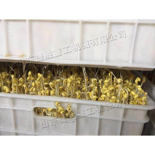 植物种子培养芽苗菜机豆类产品加工芽苗茎工具农贸市场豆芽机