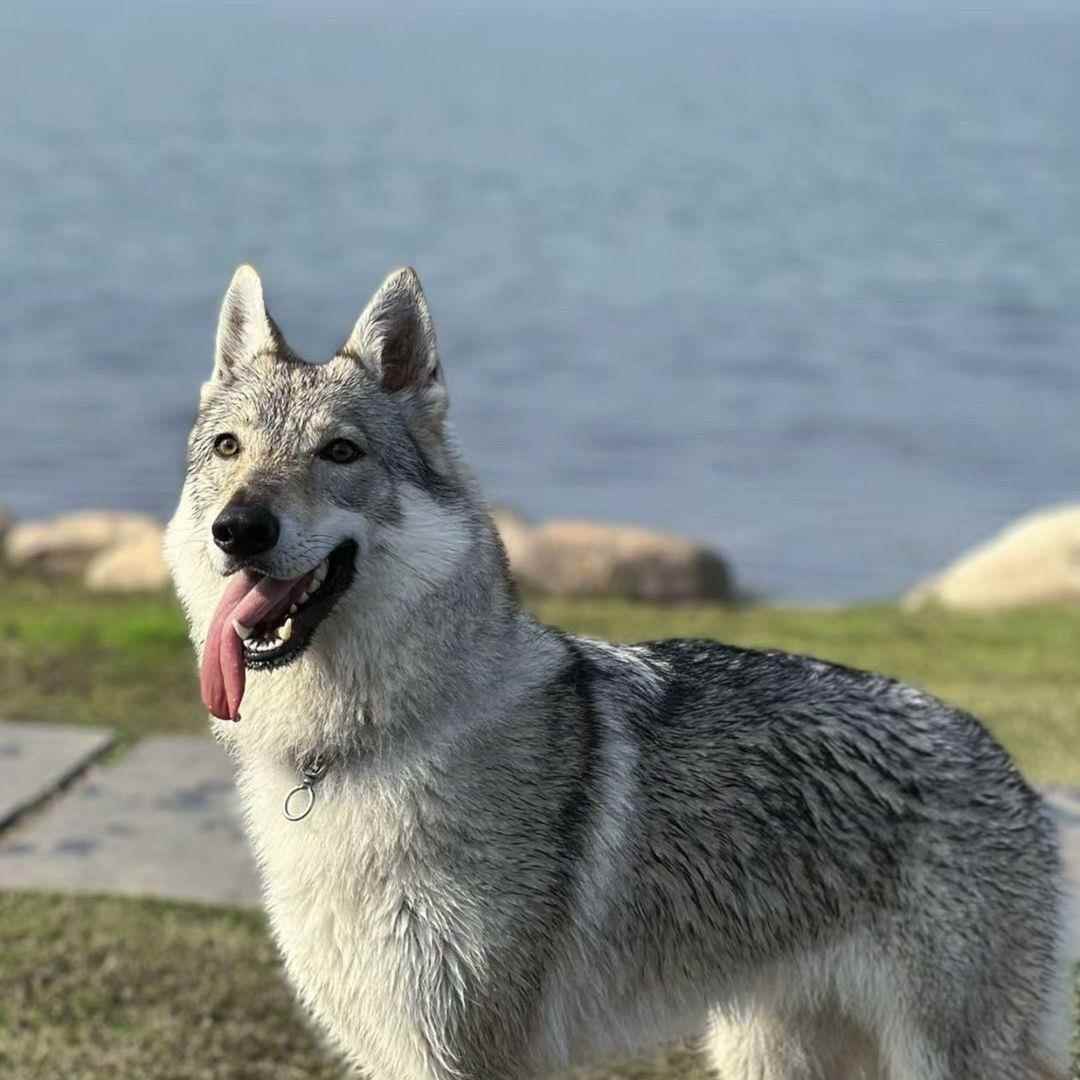 捷克狼犬幼崽狼青犬活体狗狗大型威猛狩猎犬警犬狼狗狼王杰克狼犬
