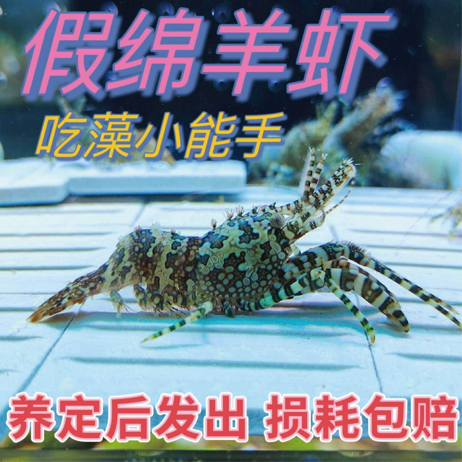 假绵羊虾海水生物吃藻虾观赏宠物虾海缸生物薄荷虾黄点玻璃虾