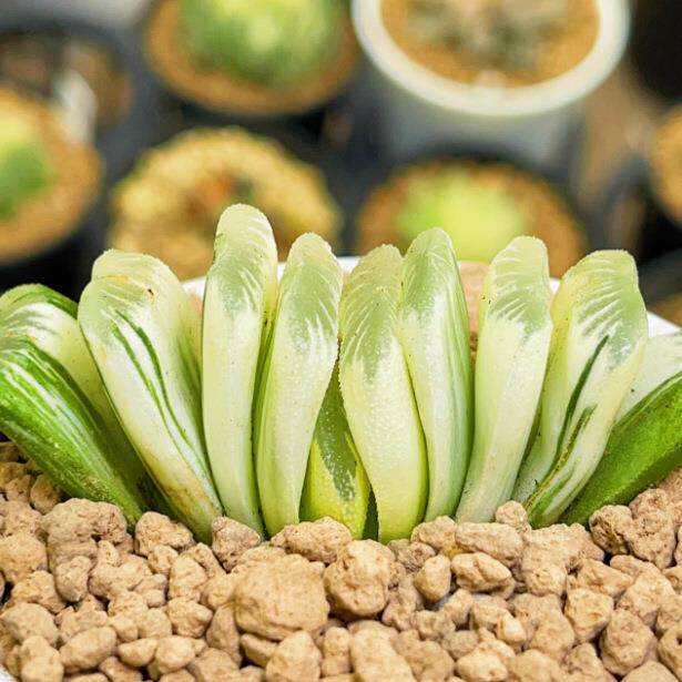 绿玉扇锦 草玉扇锦自然锦玉露十二卷 多肉植物
