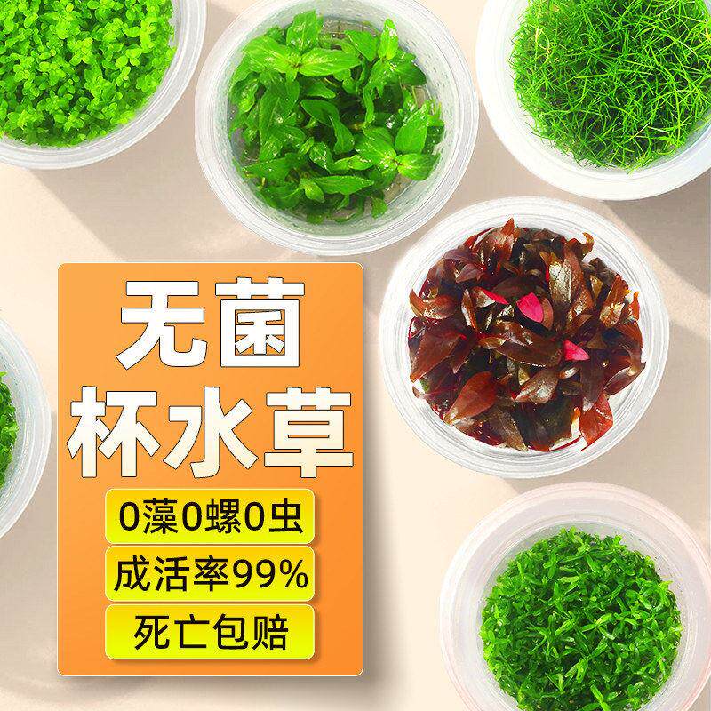 水草鱼缸专用植物净化水质制氧真迷你氧珍珠草辣椒榕无菌杯水草