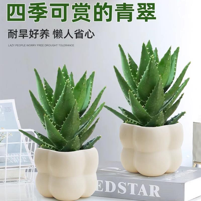 不夜城芦荟盆栽室内水培植物净化空气办公室桌面耐旱花卉盆景绿植