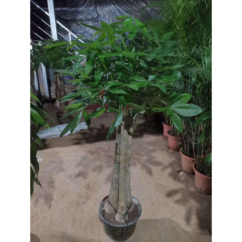 其他重庆送礼水泥盆树绿开业植发财植物大型咖啡步步高盆栽乔迁