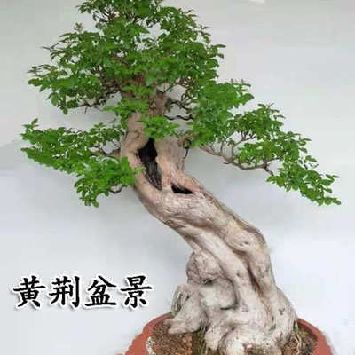 黄荆熟桩老桩荆轲盆景疙瘩绿植舍利提根室内阳台庭院四季可种耐寒