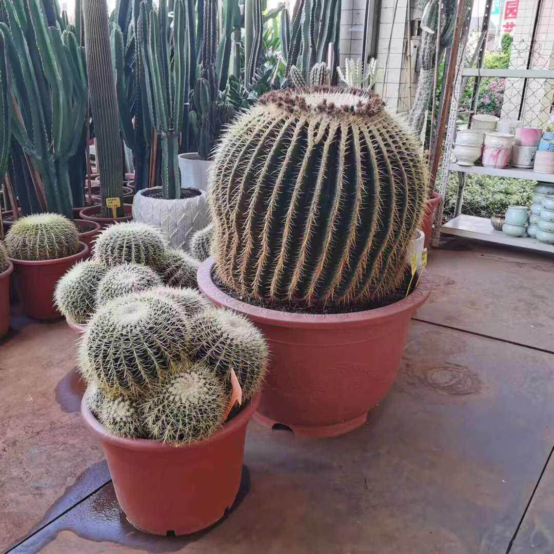 金琥仙人球金黄色球体沙漠多肉大型强刺植物庭院造景多肉植物