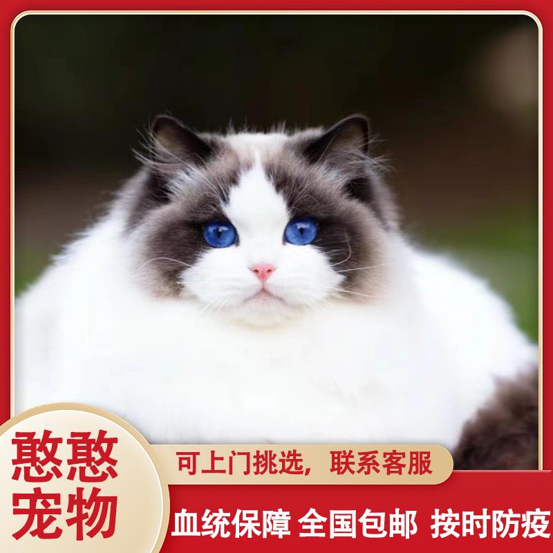 布偶猫幼猫纯种海双蓝双仙女猫血统赛级宠物猫可爱布偶小猫咪活体