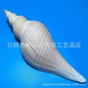 天然海螺贝壳长香螺工艺品供佛法器号角古朴文玩禅意仿古贝壳摆件