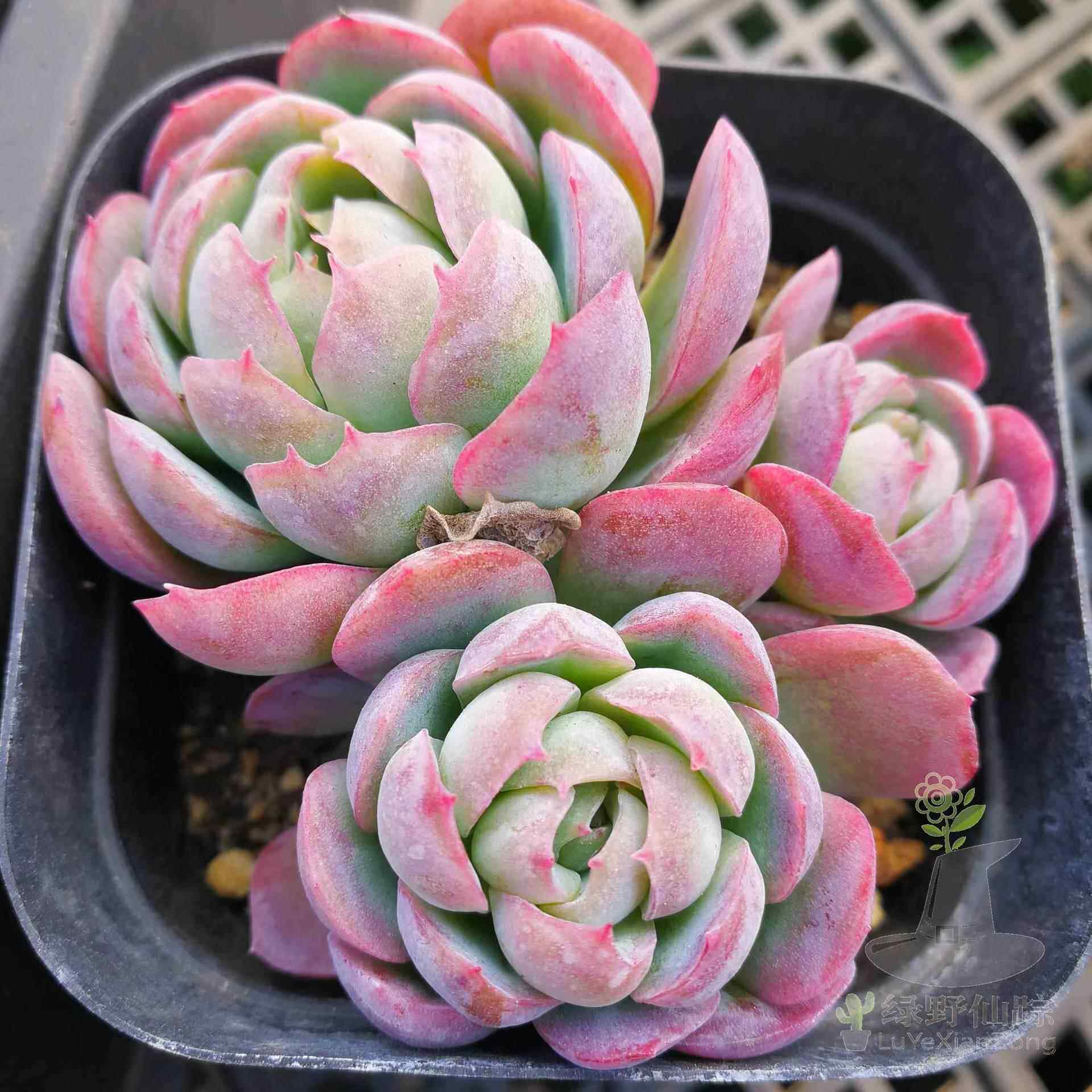 白月影多头群生多肉植物盆栽肉肉新手植物办公室冰梅花卉贝瑞绿植