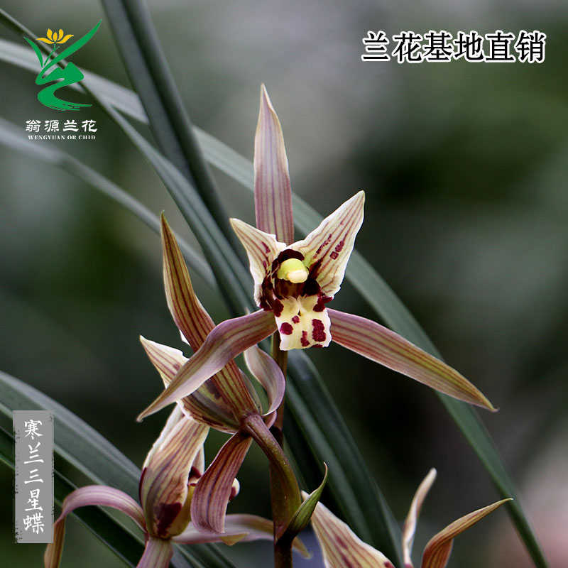 喜花里兰花苗寒兰草叶蝶铭品三星蝶浓香带花室内花卉绿植盆栽原盆