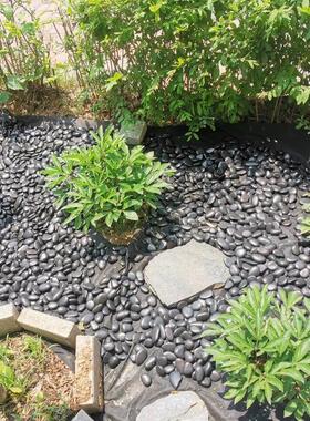 海南雨花石黑色精品抛光鹅卵石五彩白色园林庭院铺路工程石子景观