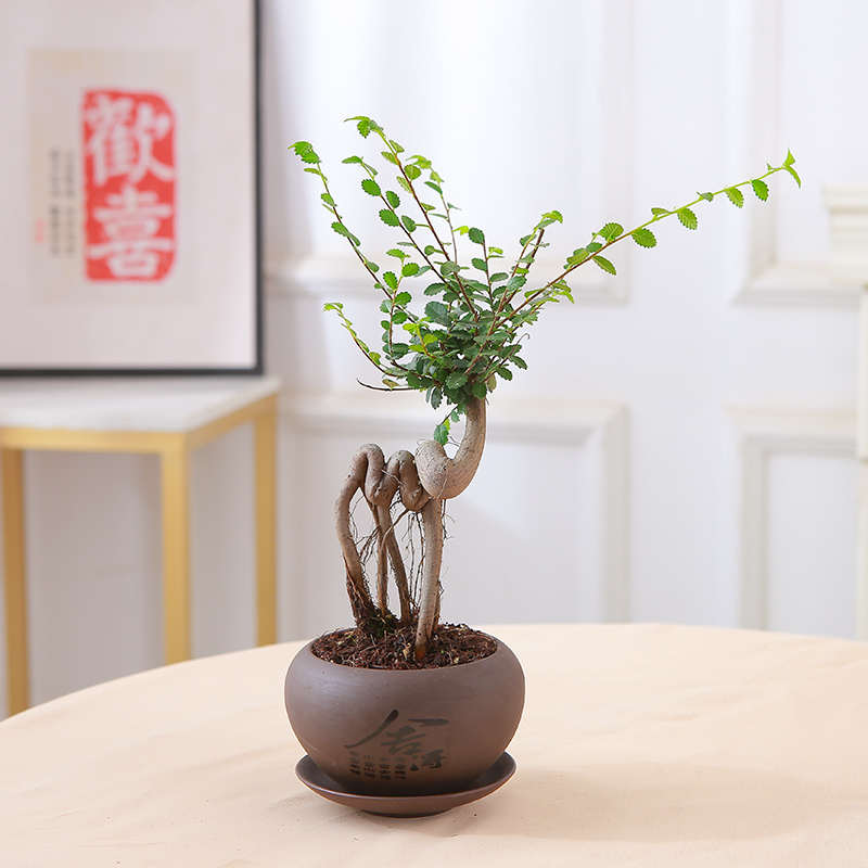 小叶榆树盆景老桩飘枝造型盆栽室内客厅阳台庭院绿植四季常青植物