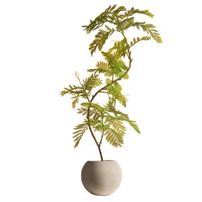 蓝花楹盆栽客厅大型绿植办公室内落地新房家用旺宅好养树禄植批发