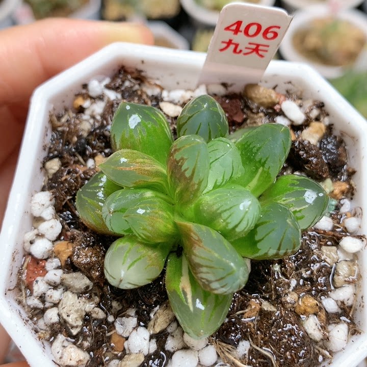 406号双头黑葡萄玉露锦一物一拍带盆发货