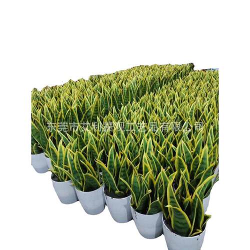 虎皮兰盆栽 家居户外装饰植物假树绿植龙舌兰盆景批发