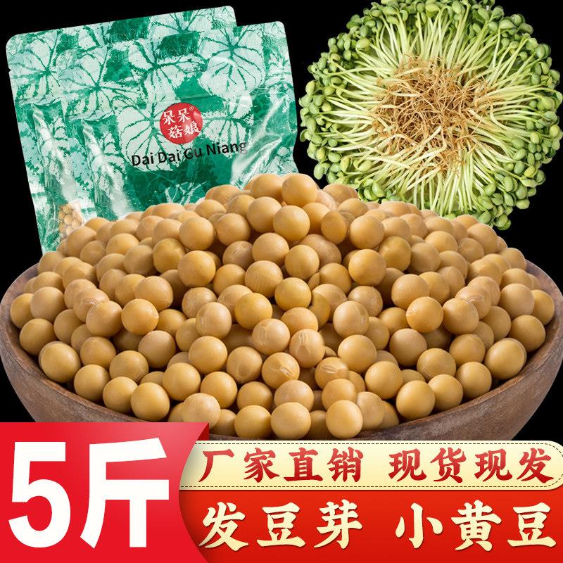 小黄豆5斤~发芽率高~发豆芽小黄豆专用黄豆农家自种黄豆水培豆芽T