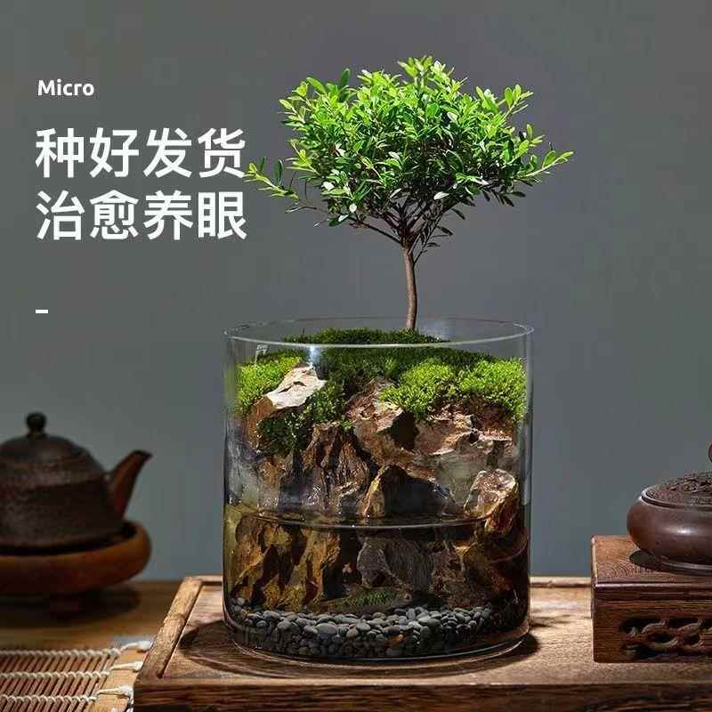 微景缸苔藓养鱼龟水陆缸赤楠缸四季常青办公室客厅盆栽桌面水族缸