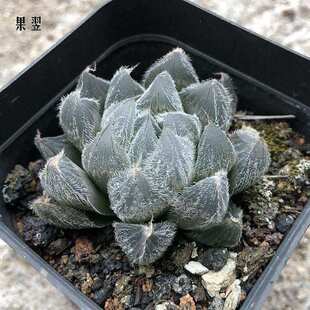 姬盆组合玉露冰灯盆栽水晶植物套餐玉露肉扇十二卷大多大颗含玉