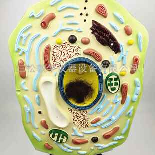 植物细型叶绿体细胞核生型物膜动物模细胞模细胞器放大胞J3216