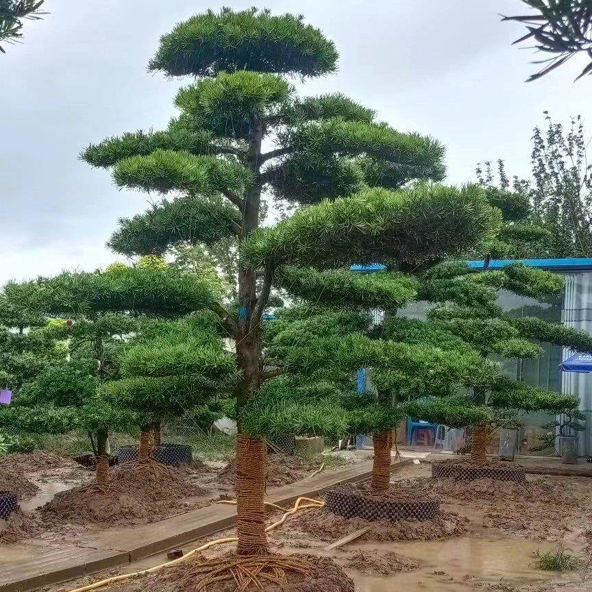 罗汉松大树罗汉松造型树罗汉松盆景地栽盆栽小叶雀舌罗汉松造型树