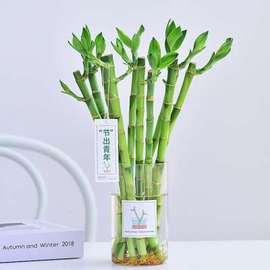 富贵竹带玻璃花瓶水培水生植物绿色常青好养室内喜阴净化空气清新