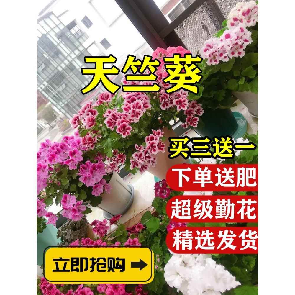 重瓣天竺葵盆栽花苗大花四季开花不断洋绣球苗室内阳台好养的花卉
