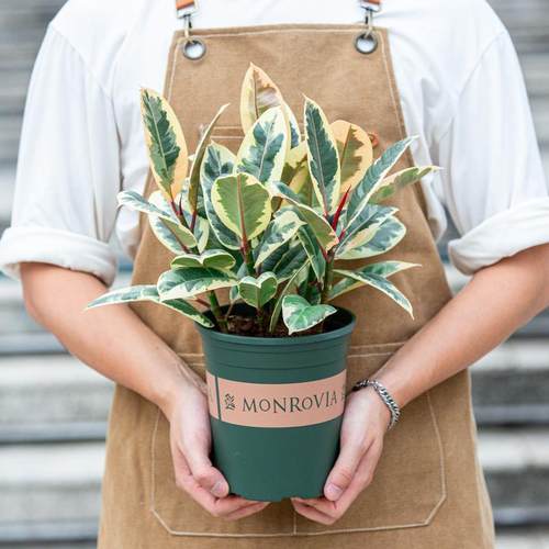 花叶橡皮树盆栽黑金刚室内阳台室外庭院好养易活植物观叶花卉绿植