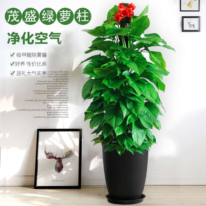 大叶绿萝大型盆栽绿植新房客厅乔迁办公室内绿萝除吸甲醛天津植物