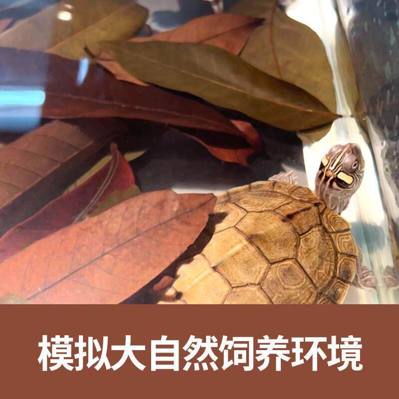免煮乌龟龙眼叶躲腐皮烂甲避质龟用养896龟叶子龟水缸周转箱改善