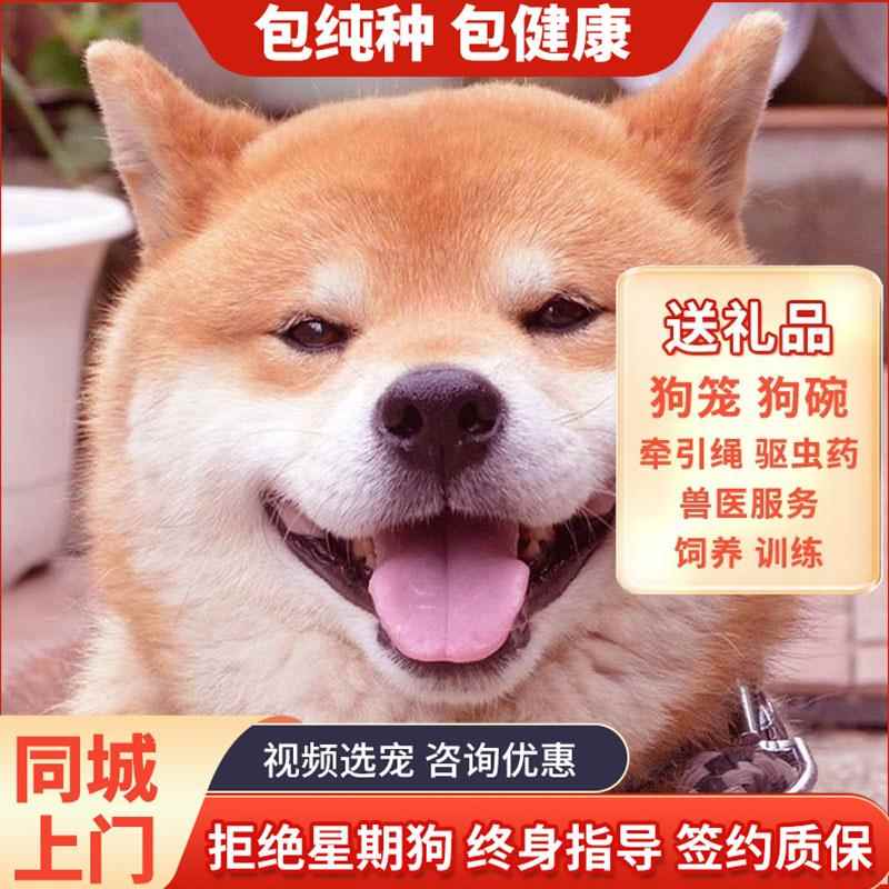 纯种柴犬幼犬活体狗狗中型犬柴犬公活体日系纯种小逗柴日系赤公母