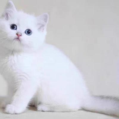 纯种银渐层猫幼猫活体英短金渐层蓝金猫矮脚猫银点猫活物猫咪幼崽