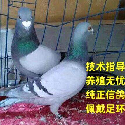 信鸽种鸽成绩鸽公棚鸽名家大户天落鸟异色鸽外系原环血统鸽活体