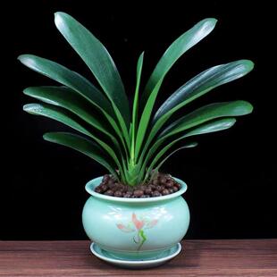 季君子兰室栽内带花苞花盆卉植物精品室内绿植好四养圆头和尚常青