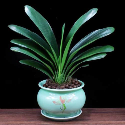 季君子兰室内带花苞花盆卉植栽物精品室内绿植好四养圆头和尚常青