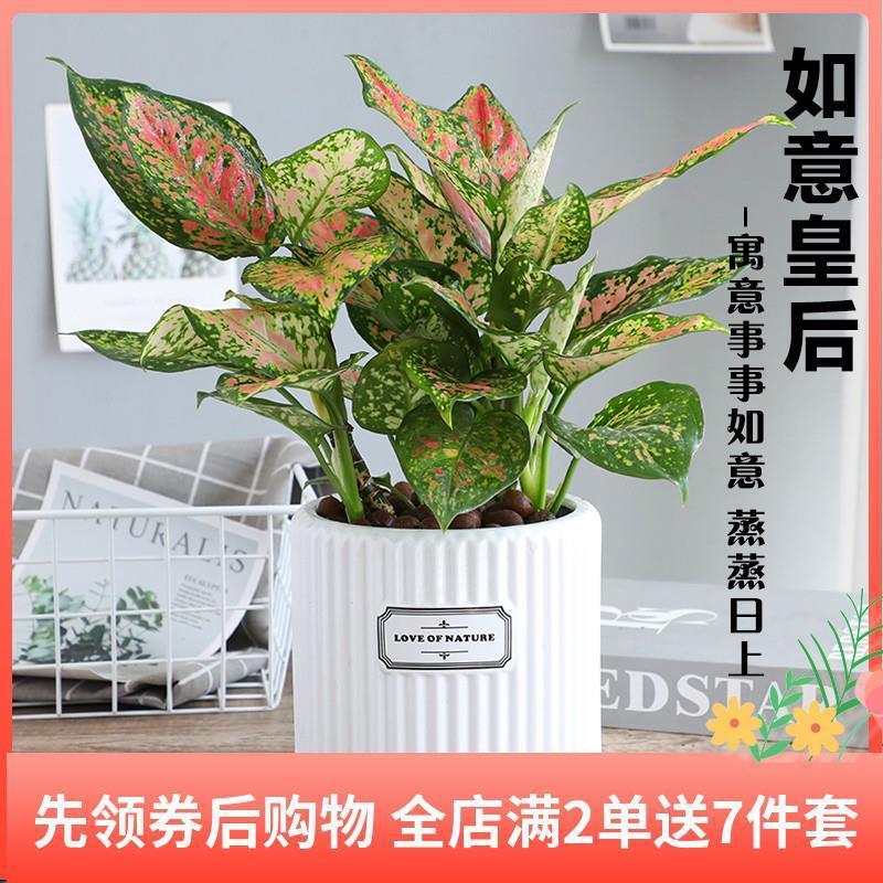 如意皇后盆栽植物办公室内客厅桌面水培小绿植吉利红吉祥喜庆花卉