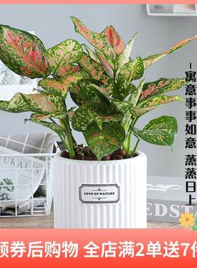 如意皇后盆栽植物办公室内客厅桌面水培小绿植吉利红吉祥喜庆花卉