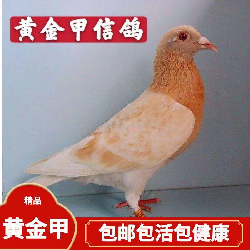 纯黄信鸽比赛鸽子成绩鸽血统鸽活鸟