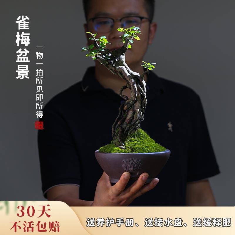 雀梅盆栽老桩提根一物一拍庭院造型盆景茶室玄关观叶室内小叶绿植