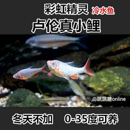 彩虹精灵鱼 卢伦真小鲤 原生鱼 冷水鱼 耐寒无需加热淡水鱼观赏鱼,宠物/宠物食品及用品,观赏鱼饲料,淘宝优惠券,粉丝福利购,淘宝优惠卷